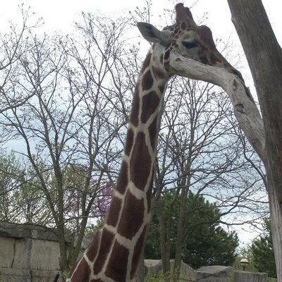 Profile Picture of Stephanie L. Sharp (@slsharp117) on Twitter