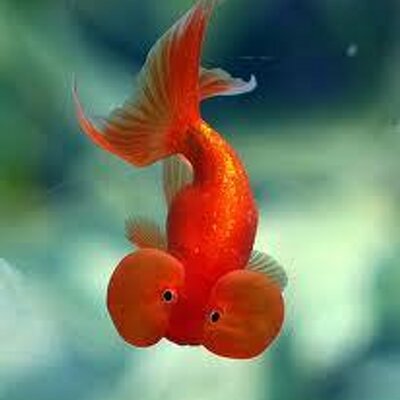 Profile Picture of Wayne Firth (@Indoor_Fins) on Twitter