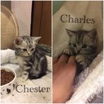 Profile Photo of 🐾Charles & Chester🐾 (@charles.and.chester) on Instagram