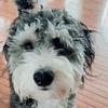 Profile Picture of Theodore bear (@@theo_the_minibernedoodle) on Tiktok