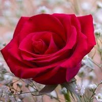 Profile Picture of Victoria Machalani (@victoriamachala) on Pinterest