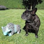 Profile Picture of Lars Christiansen (@loppefilejs) on Instagram