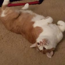 Profile Picture of Jenna Painter (@pawsnmittens) on Twitter
