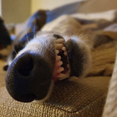 Profile Picture of Nigel Craig (@pieship2pieman) on Twitter