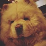 Profile Picture of Lord Byron (@drops.the.chow.chow) on Instagram