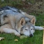 Profile Picture of Nancy Horvath (@nhorvath1) on Instagram