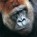 Profile Picture of Randall Pullen (@randallpullen) on Pinterest