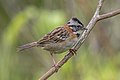 Profile Picture of Rufous-collared sparrowon Wikipedia