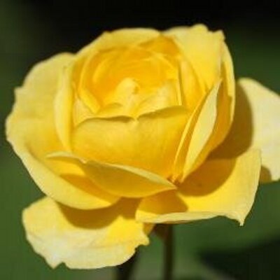Profile Picture of Sandra Rosenbaum (@sanrosetree) on Twitter