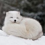 Zachariah Goldsberry - Instagram Profile Picture of Zachariah Goldsberry (@pookafox) on Instagram