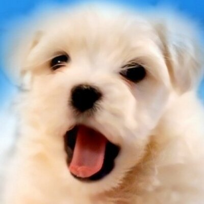 Profile Picture of Rosalie Jo (@Clover7612) on Twitter