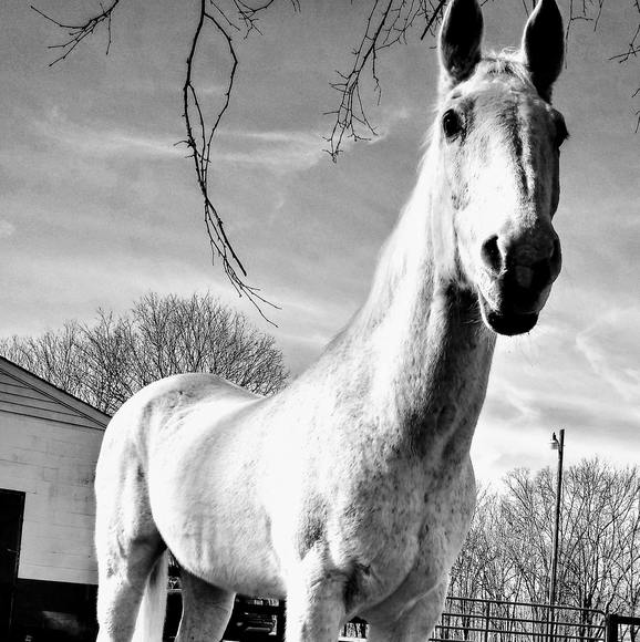 Profile Picture of Donna Moore (@imadynogal383) on Poshmark