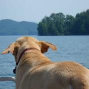 Profile Picture of Heather Preece Pageau (@chewy1407) on Pinterest