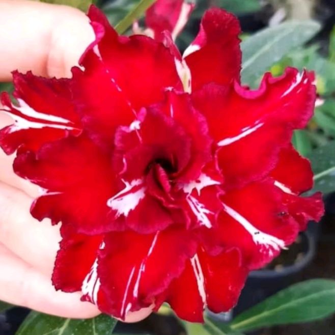 Profile Picture of Josefa Santos (@josefasantos108) on Tiktok