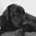 Profile Picture of Monty (@monty_dor) on Twitter