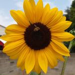 Profile Picture of Savannah McCall (Goff) Giesler (@vanna_mccall) on Instagram