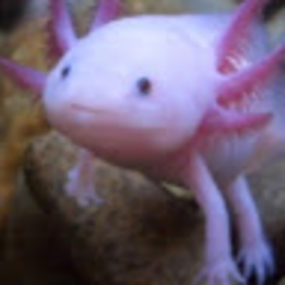 Profile Picture of Aiden Hoitsma (@shoefreak17893) on Poshmark