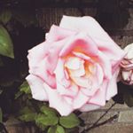 Profile Picture of Alex Maloney-lachner (@lesbiansrock423) on Instagram