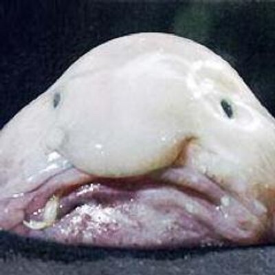 Profile Picture of Dan Aronson (@danaronson) on Twitter