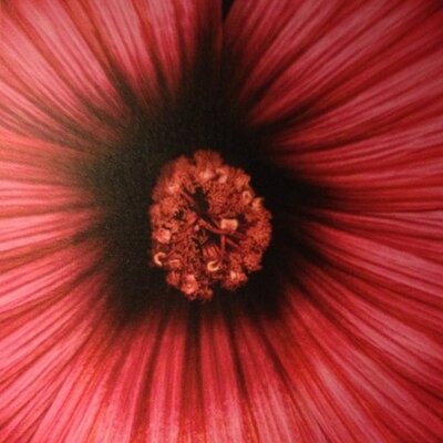 Profile Picture of Kelly Weber (@ruppweber) on Twitter