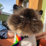 Profile Picture of Cicero Lipschitz (@cicero.lipschitz) on Instagram