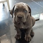 Profile Picture of Tyson Patterson (@tysonp_canecorso) on Instagram