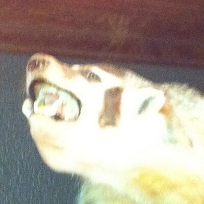 Profile Picture of Michael Marsolek (@michaelmarsolek) on Twitter