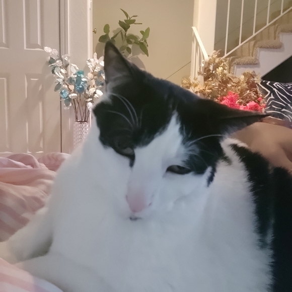 Profile Picture of Joyce Chiu (@joycechiurealty) on Poshmark