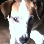 Profile Picture of Abby Buttons (@abby_42812) on Instagram