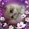 Profile Picture of Ivy Lin (@@ivylin1108) on Tiktok