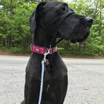 Profile Picture of Piper the Great Dane (@piperthedane) on Instagram