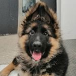 Profile Picture of ❤️ Tyson ❤️ (@julia_tyson_fc) on Instagram