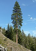 Profile Picture of Pinus ponderosaon Wikipedia