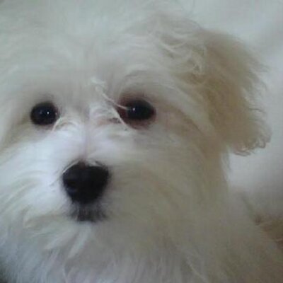 Profile Picture of Aaron Bell (@AaronSBell) on Twitter