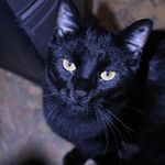 Profile Picture of Daniel Nisley (@nisleydaniel) on Instagram