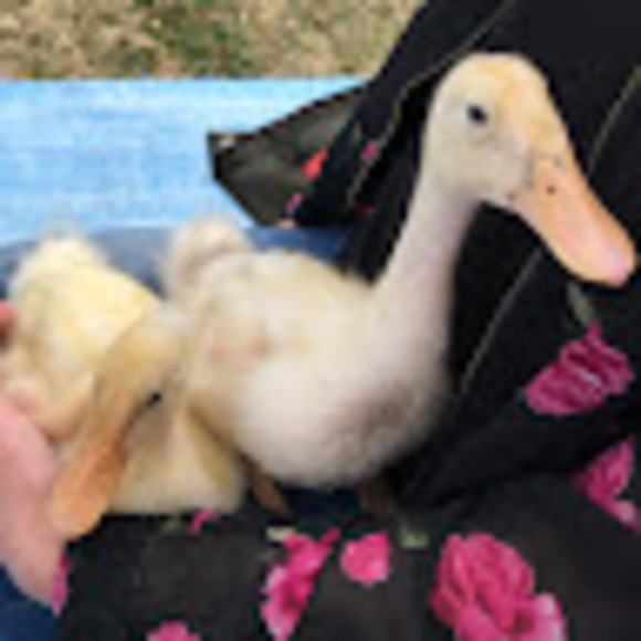 Profile Picture of Tina Liu (@squeb) on Poshmark