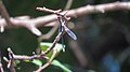 Profile Picture of Synlestes selysion Wikipedia