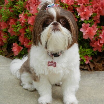 Profile Picture of Kimberly Clay (@claykac) on Twitter