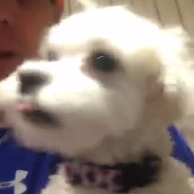 Profile Picture of Hazel Bayless (@HazelTheMaltese) on Twitter