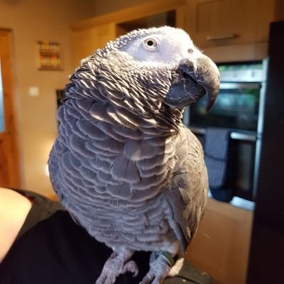 Profile Picture of Stephanie Clark (@TillyAnn88) on Twitter