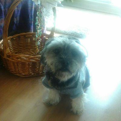 Profile Picture of Sophia Sharpe (@ssharpe325) on Twitter