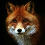 Profile Picture of John R Gressang (@bimsieg) on Instagram