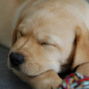 Profile Picture of Feng Liu (@ipip247) on Youtube