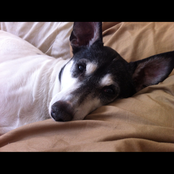 Profile Picture of Angelina Sottile (@a2then2thegie) on Poshmark