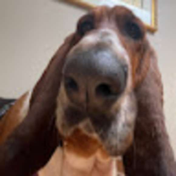 Profile Picture of Xena Iossa (@bean20202) on Poshmark