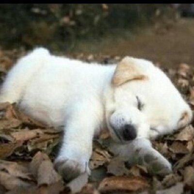 Profile Picture of Sangchul LEE (@hyojooAngel) on Twitter