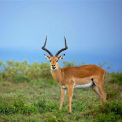 Profile Picture of Rajesh Bishnoi (@rajeshbishnoi7172) on Youtube