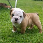 Profile Picture of Christopher Bova (@Humphry18) on Facebook