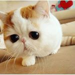 cctv12345 - Instagram Profile Picture of cctv12345 (@dixiewatkinsw0109) on Instagram