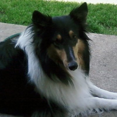 Profile Picture of Kim Boaz (@kimbeebee) on Twitter